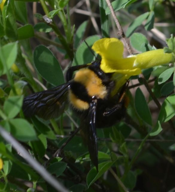 Bombus argillaceus - délvidéki poszméh
