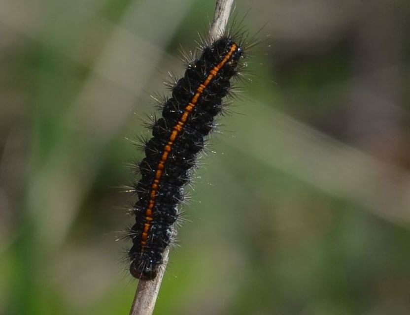 Spiris striata - csíkos molyszövő