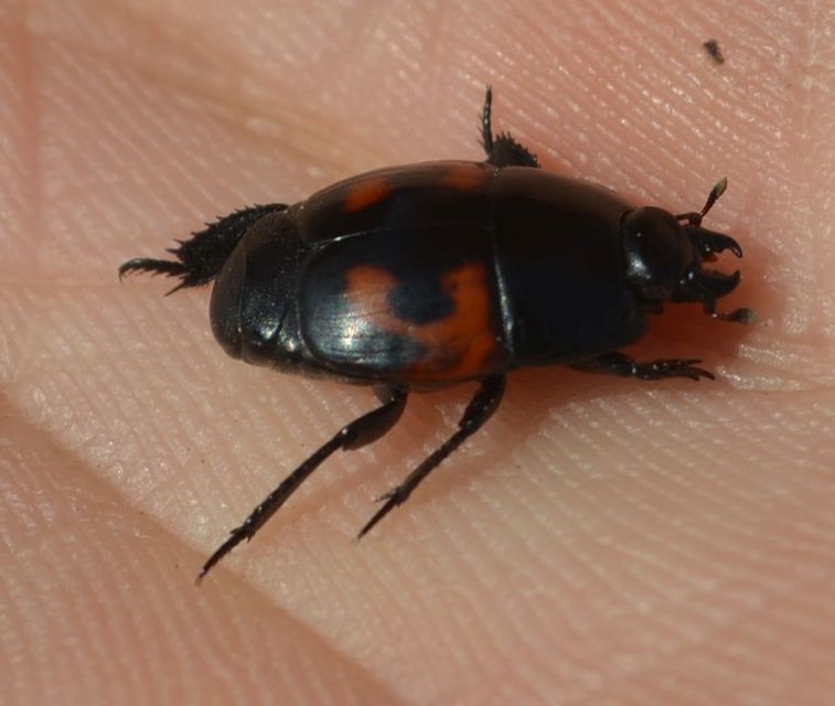Hister quadrimaculatus - közönséges sutabogár