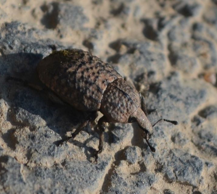 Minyops variolosus - nyugati bordásormányos