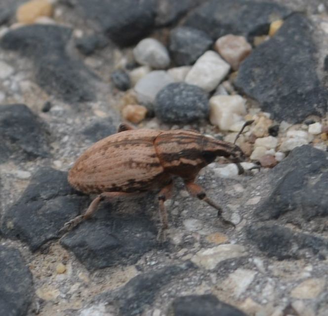 Pseudocleonus cinereus - hamvas barkó