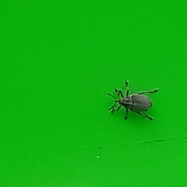 Ceutorhynchus obstrictus - repcebecő-ceutormányos