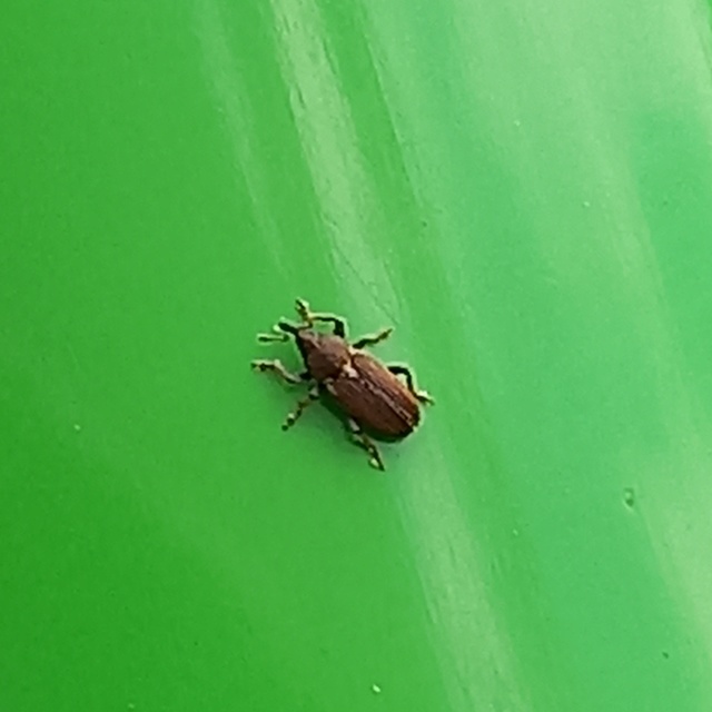 Tychius cuprifer - rezesbarna tímárormányos