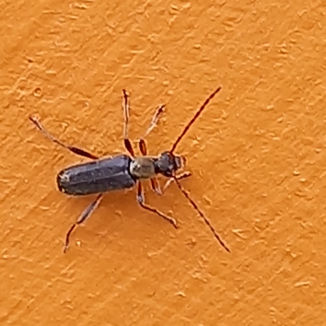 Grammoptera ruficornis - gyűrűscsápú galagonyacincér Grammoptera ruficornis - gyűrűscsápú galagonyacincér