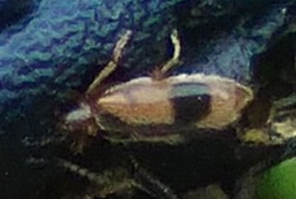 Notoxus monoceros - sárgahasú nyakszarvúbogár