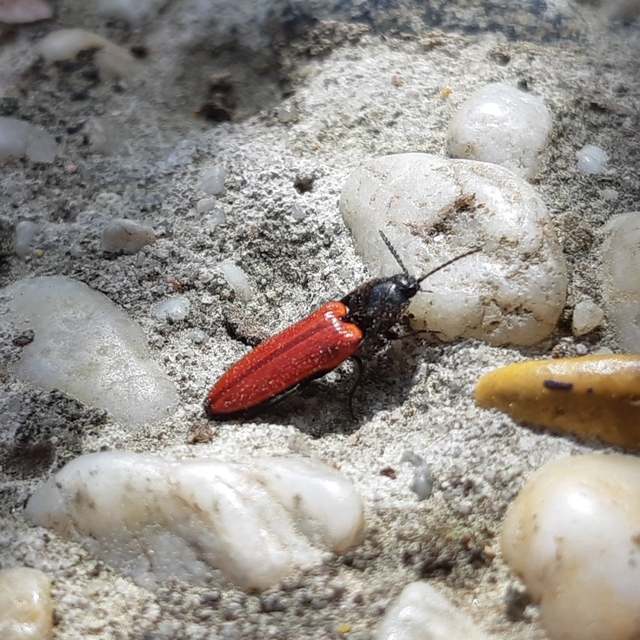 Ampedus Ampedus