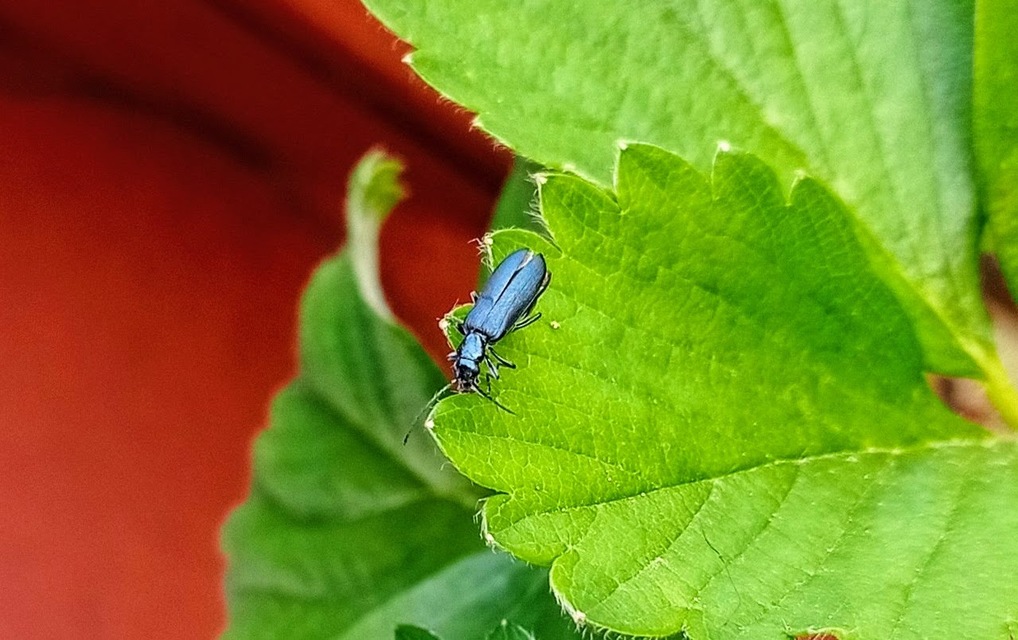 Ischnomera