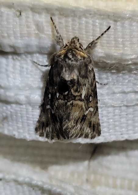 Calophasia lunula - gyújtoványfű-apróbagoly