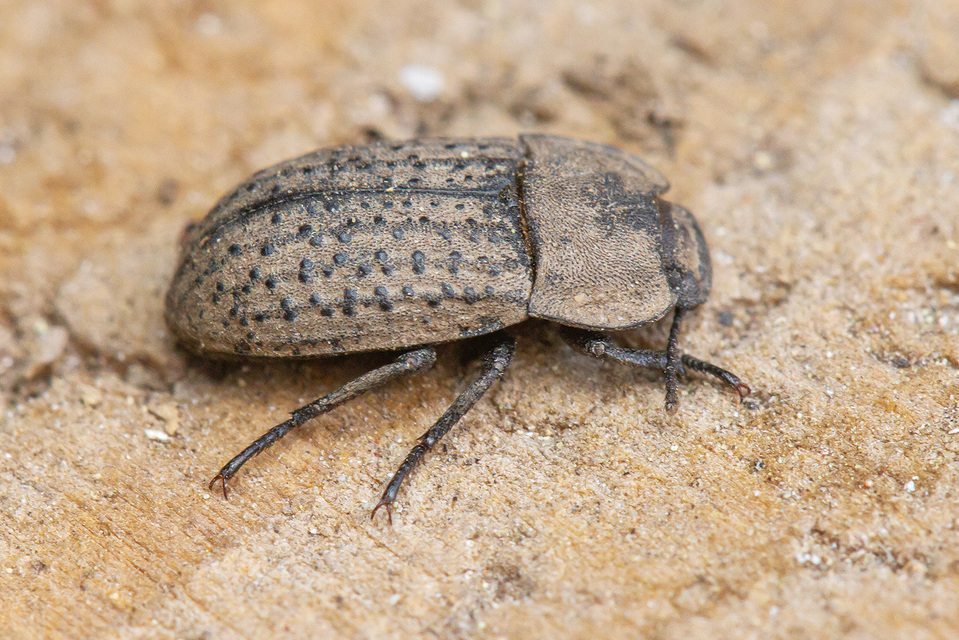 Opatrum sabulosum - sároshátú gyászbogár