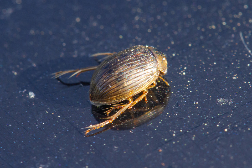 Berosus signaticollis - csíkosnyakú szemescsibor Berosus signaticollis - csíkosnyakú szemescsibor