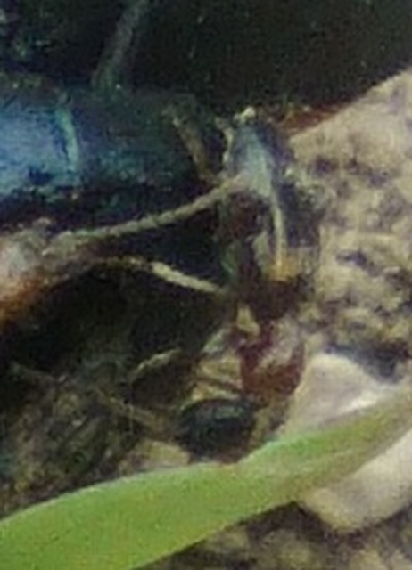 Anthelephila pedestris - hangyaszerű fürgebogár