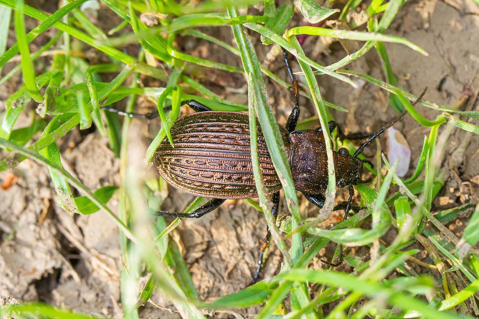 Carabus ulrichii - rezes futrinka