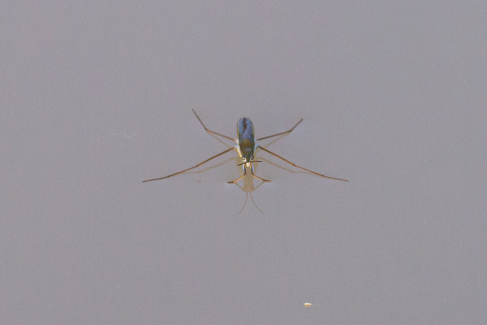 Gerridae - molnárpoloskák