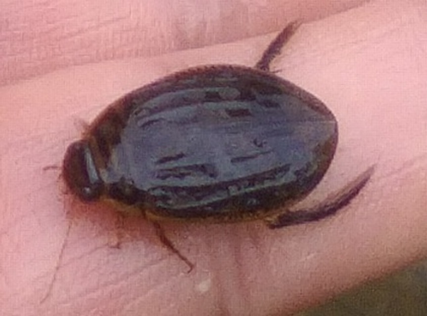 Acilius canaliculatus - sárgacombú barázdáscsíkbogár