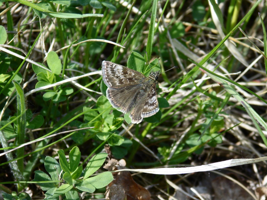 Erynnis tages - cigánylepke