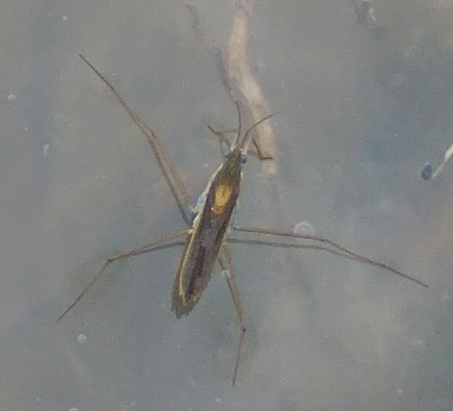 Gerris thoracicus - rozsdáshátú molnárpoloska