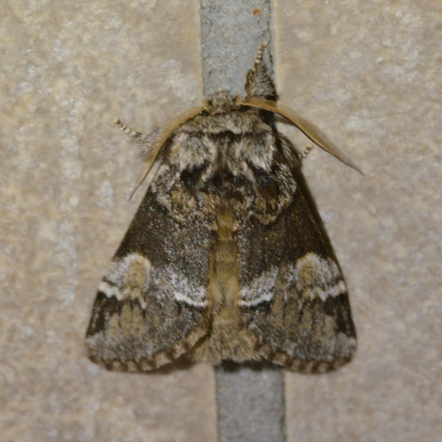 Drymonia dodonea - bélyeges púposszövő