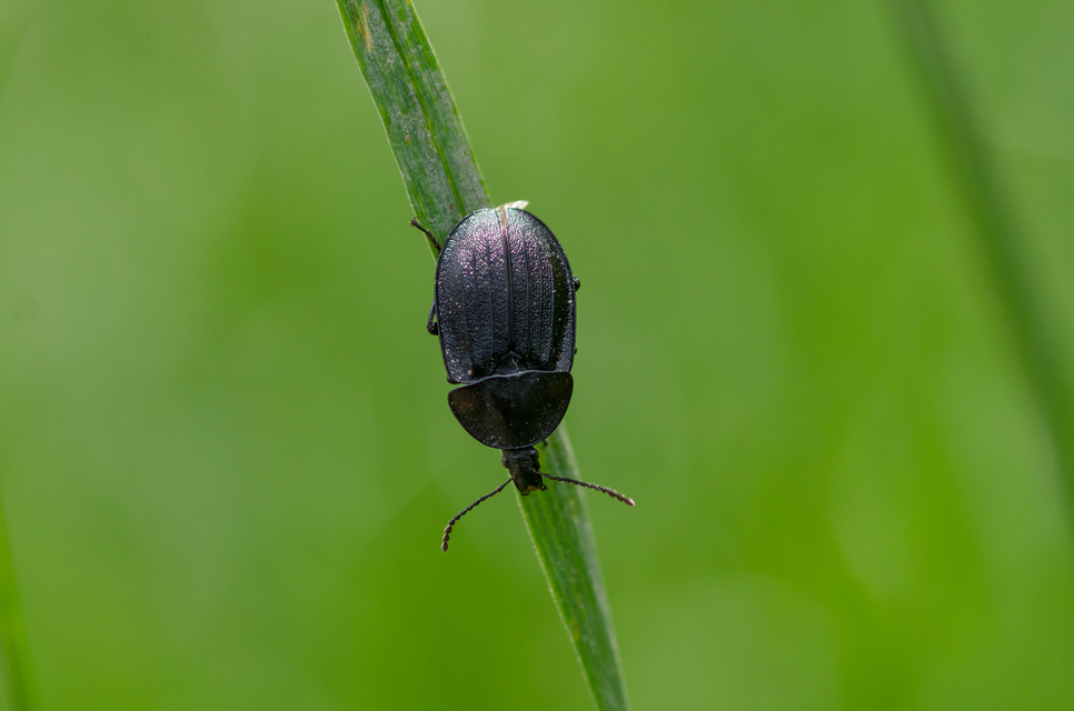 Phosphuga atrata - bordás csigarabló