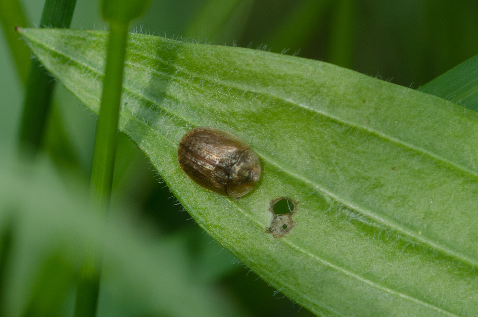 Hypocassida