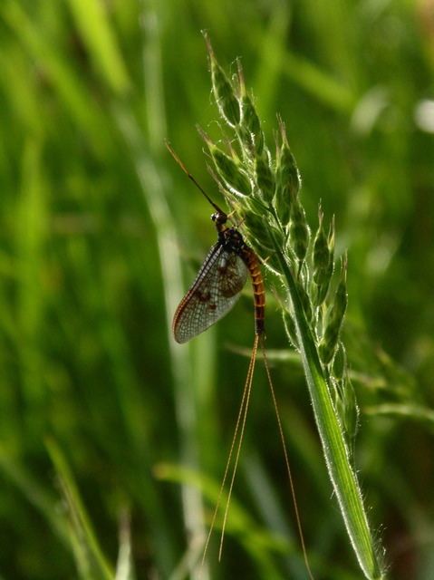 Ephemera vulgata - közönséges tarkakérész