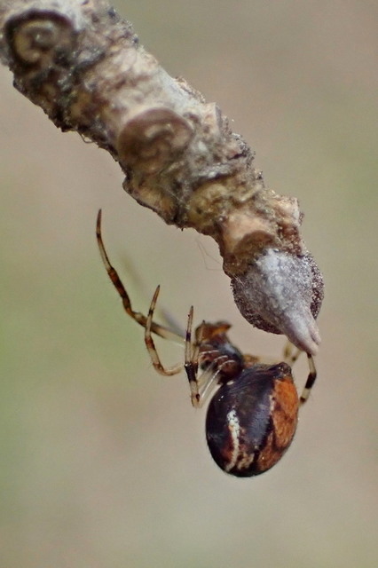 Parasteatoda lunata - holdas törpepók