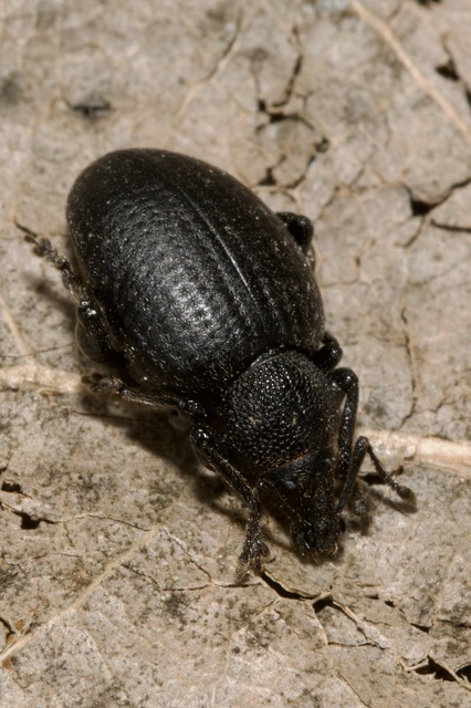 Otiorhynchus catenulatus - gyászos gyalogormányos