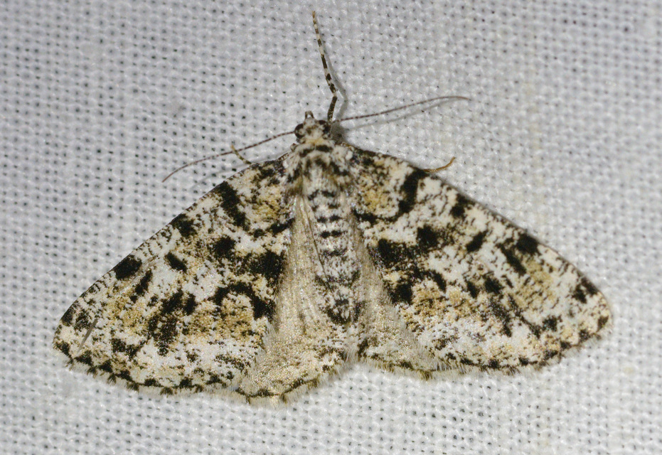 Fagivorina arenaria - bükkfaaraszoló
