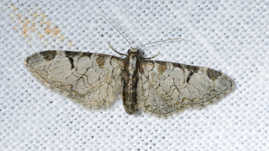 Eupithecia insigniata - hálózatos törpearaszoló