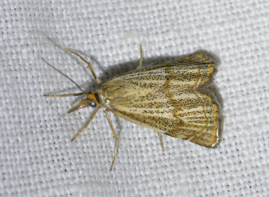Thisanotia chrysonuchella - tavaszi fűgyökérmoly