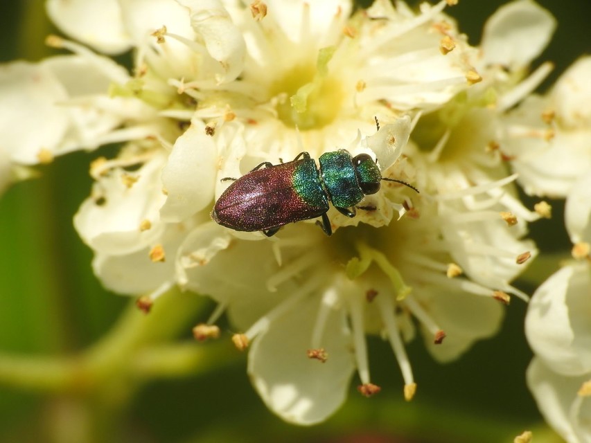 Anthaxia salicis - bíboros virágdíszbogár