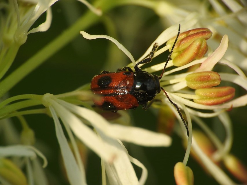 Cryptocephalus bipunctatus - kétpettyes zömökbogár