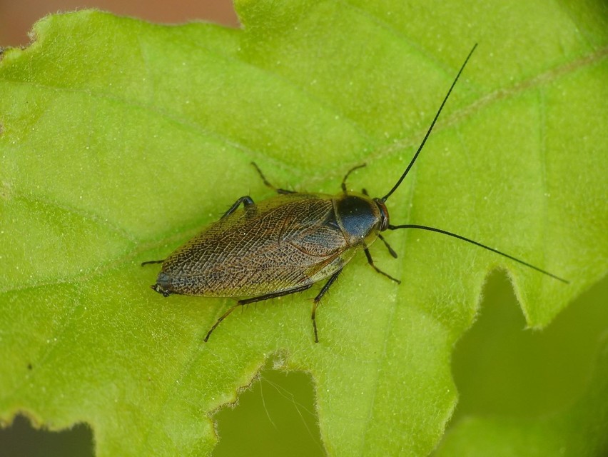 Ectobius erythronotus - sárgatorú erdeicsótány