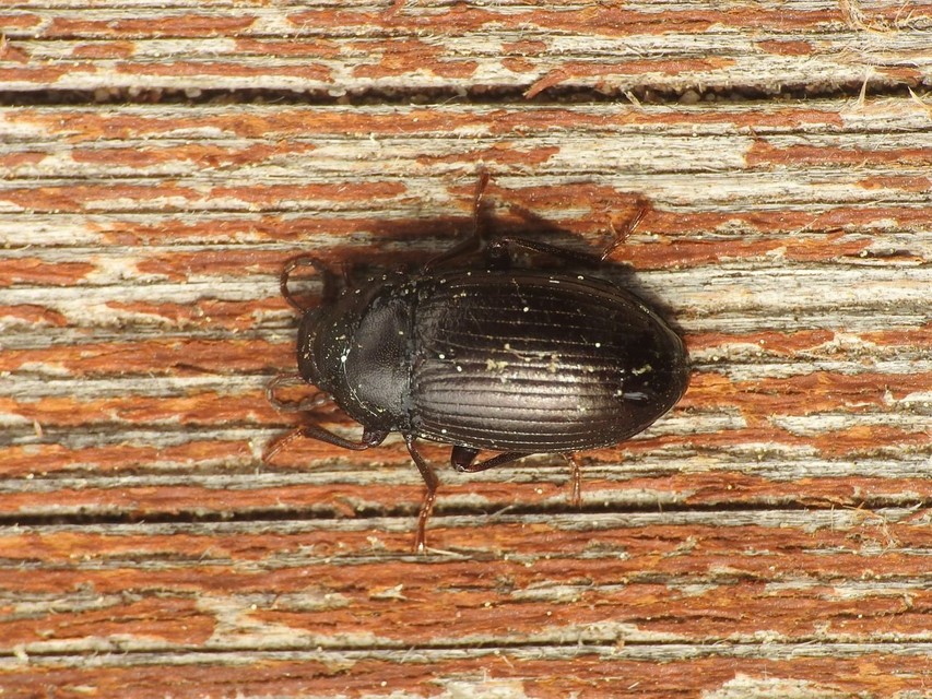 Nalassus dermestoides - rövidszárnyú gyászbogár
