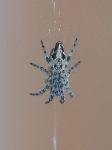 Cyclosa conica - csúcsos keresztespók