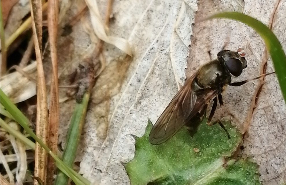Cheilosia