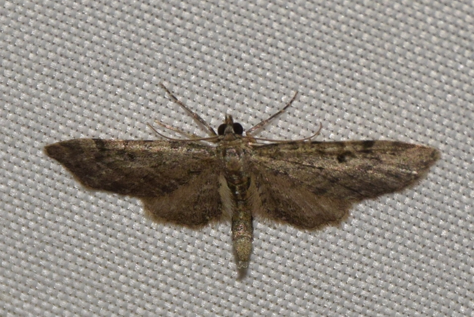 Eupithecia virgaureata - aranyvessző-törpearaszoló