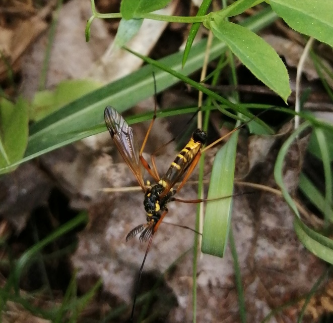 Ctenophora flaveolata