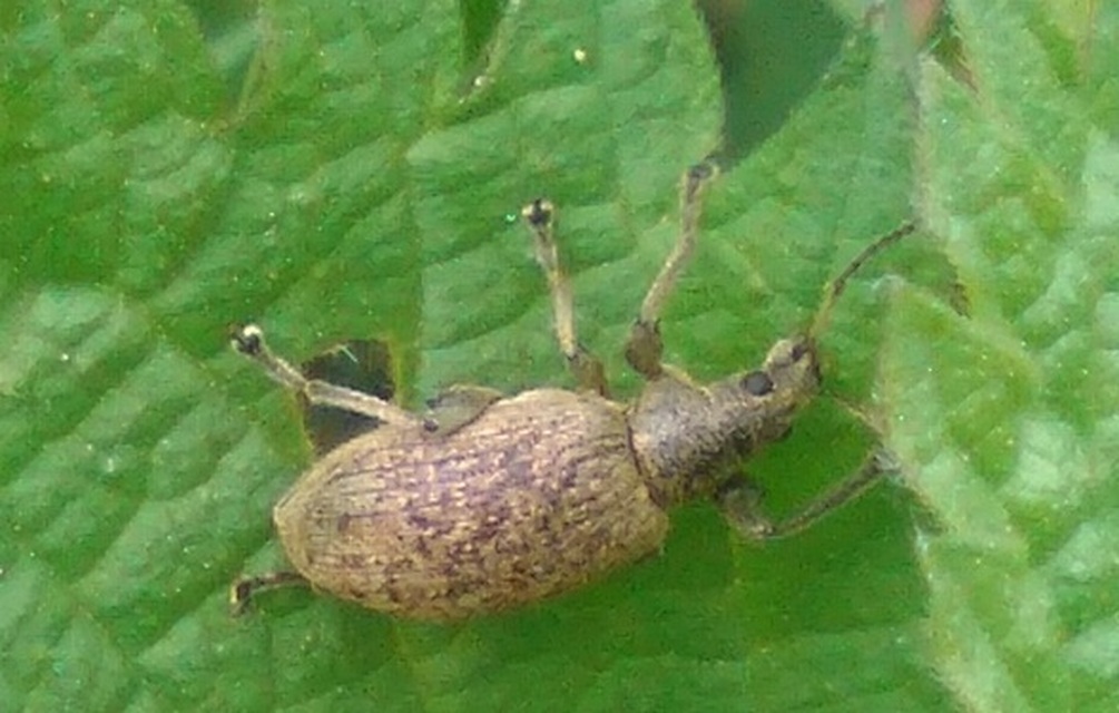 Phyllobius pomaceus - csalán-levélormányos