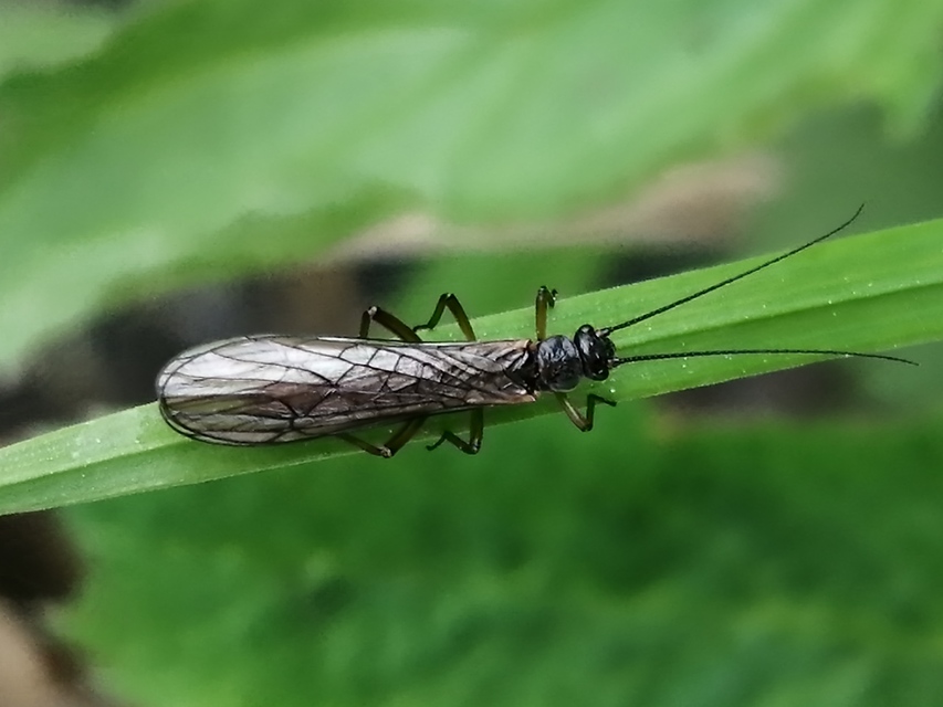 Plecoptera - Álkérészek