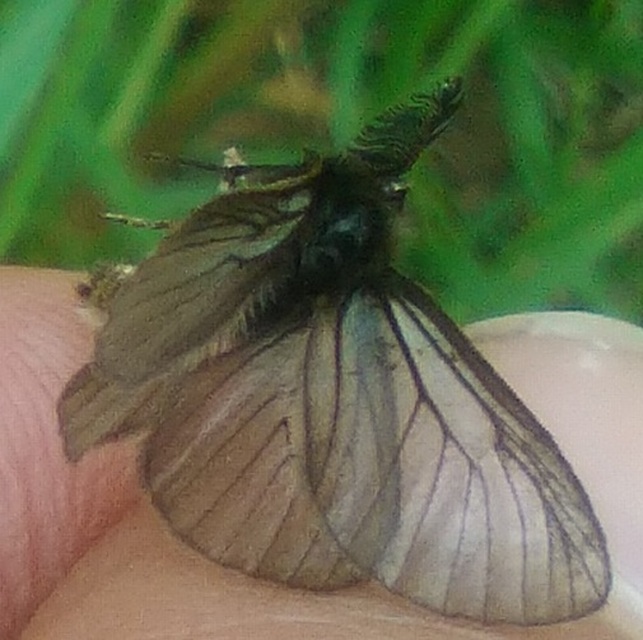 Pentophera morio - réti gyapjaslepke