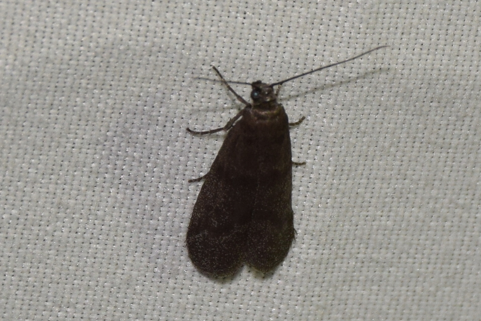 Episcythrastis tetricella - tavaszi karcsúmoly