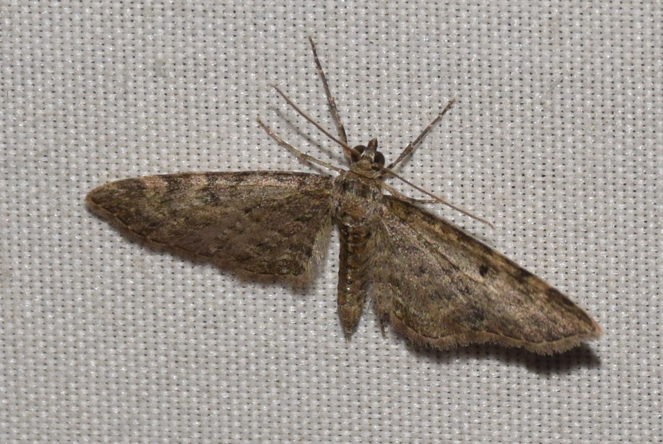 Eupithecia virgaureata - aranyvessző-törpearaszoló