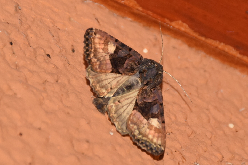 Euplexia lucipara - szeder-csipkésbagoly
