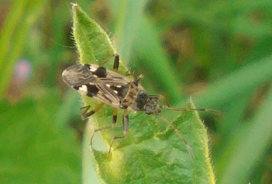 Beosus maritimus - homoki bodobács