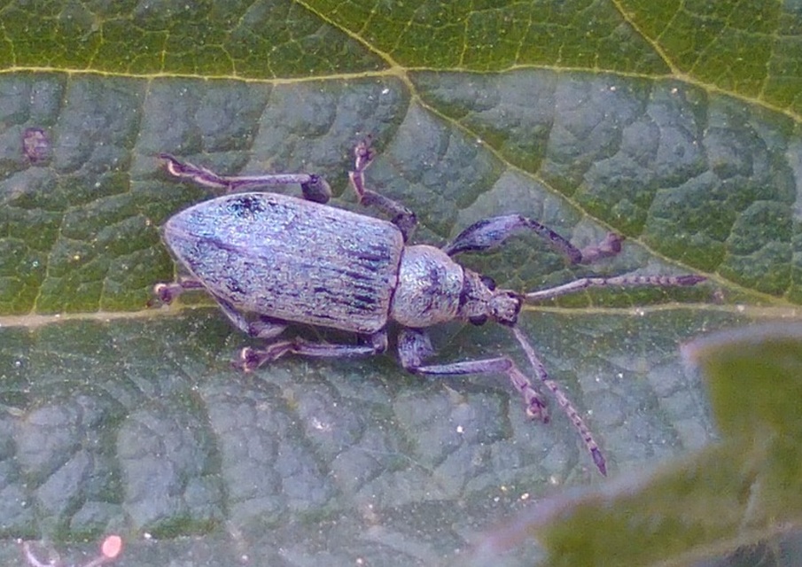 Phyllobius pomaceus - csalán-levélormányos