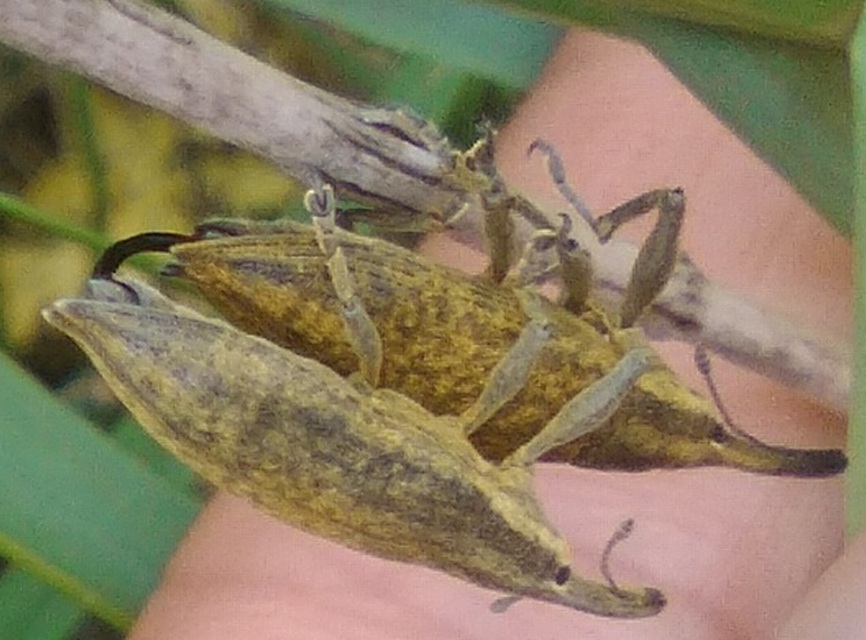 Lixus iridis - bürökfúró dudvabarkó
