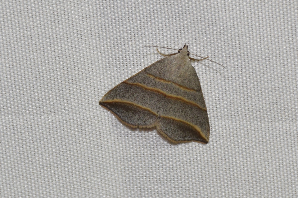 Colobochyla salicalis - háromsávos törpebagoly