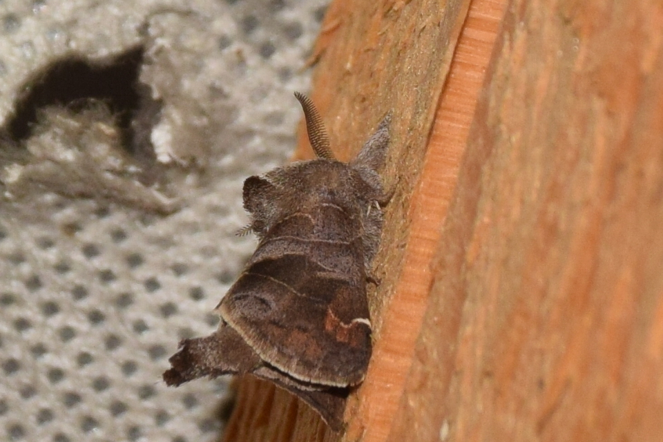 Clostera pigra - apró levélszövő