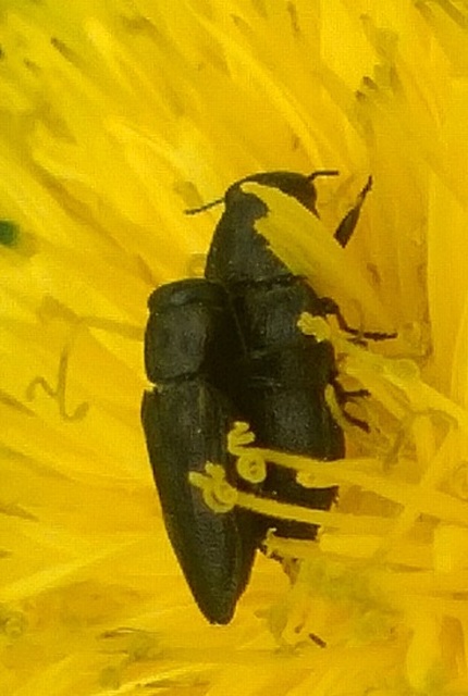 Anthaxia quadripunctata - fekete virágdíszbogár Anthaxia quadripunctata - fekete virágdíszbogár
