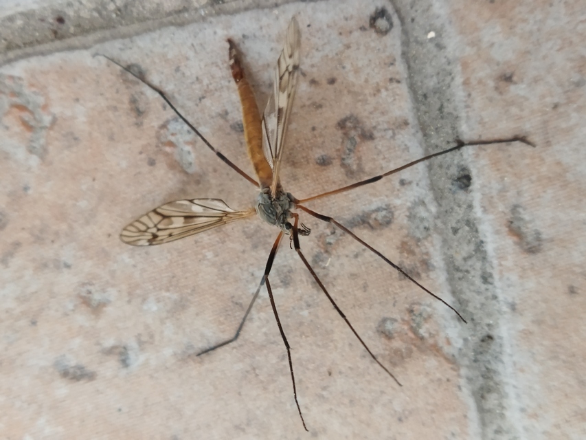 Tipula